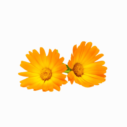 Marigold (Calendula - Marigold)