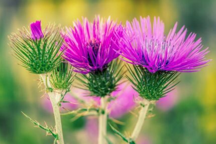 thistles gec d bcce