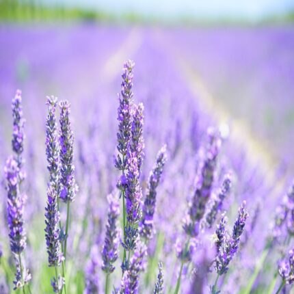 A vibrant field of blooming lavender, embodying a wellness lifestyle through calming scents and natural care.