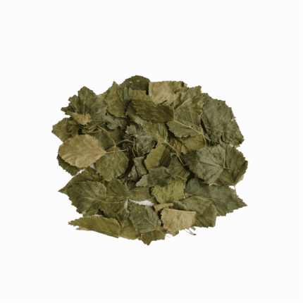 Dried birch leaves in a natural pile, an organic product for detox teas and a healthy wellness lifestyle.