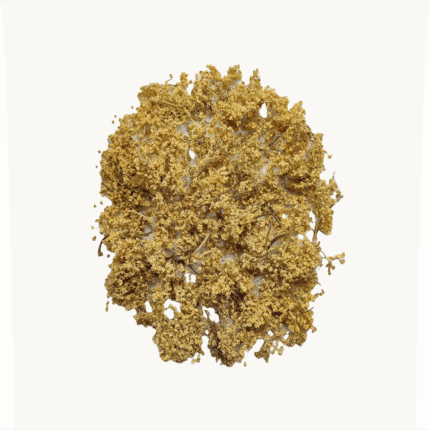 Dried elderberry flowers in a cluster, a natural health organic product supporting a holistic wellness lifestyle.