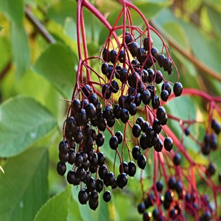 Close-up of ripe elderberries, a staple for holistic wellness and traditional immune support in Bavaria.