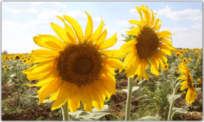 How to Choose the Right Seeds for Your Garden