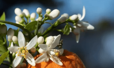zitrusblüten