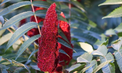 Red Sumac