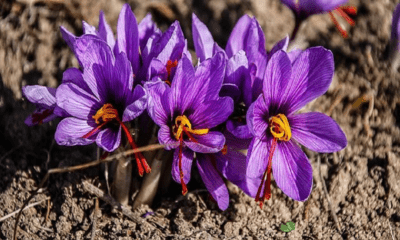 Malvenblüten