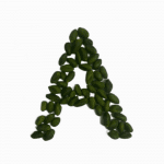 Green shelled pistachio kernels