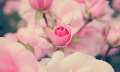 rosebuds