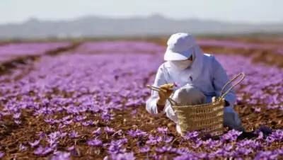 saffron harvest 1