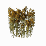 Dried St. John's wort herb bundle, a natural health organic product supporting a balanced wellness lifestyle.