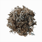 Dried Icelandic moss cluster, a raw organic product used for natural health and a traditional wellness lifestyle.