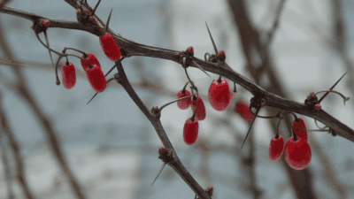Red barberries on a thorny winter branch