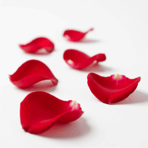 Vibrant red rose petals on white, representing organic products and a natural health wellness lifestyle.