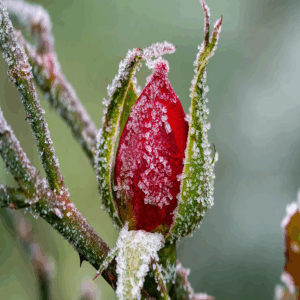 A deep red rose bud covered in crystalline frost