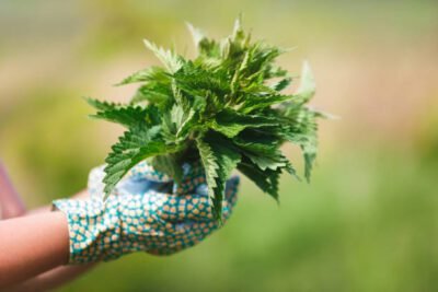 Gloved hands holding fresh green nettles