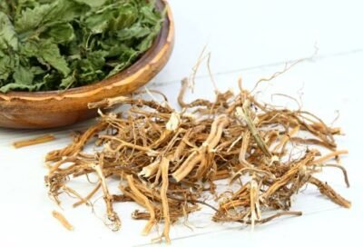 Urtica dioica root3